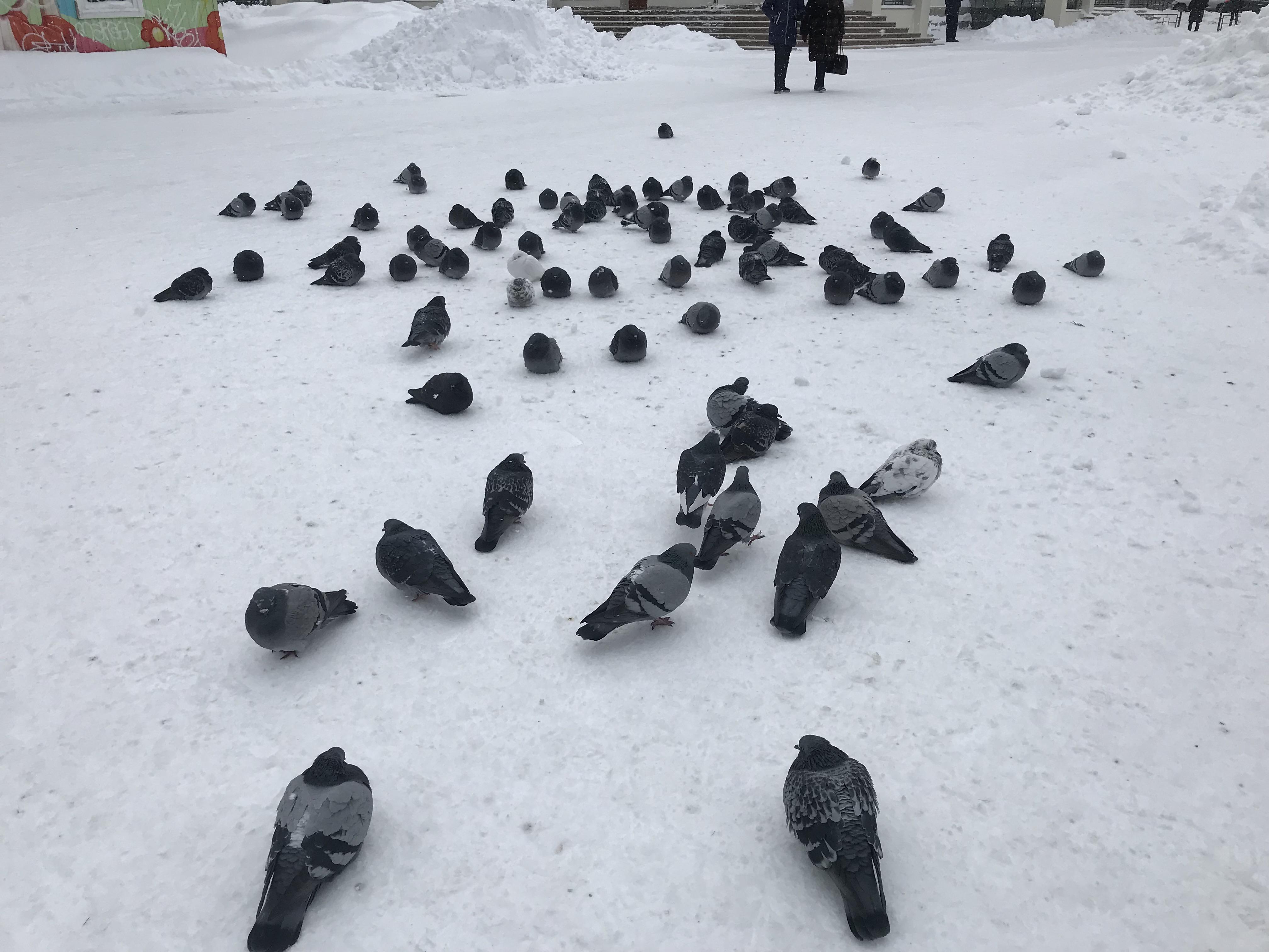 A group of pigeons gathered on a snow-covered ground. Some of the pigeons are huddled together, seeking warmth. All of them are very, VERY round.